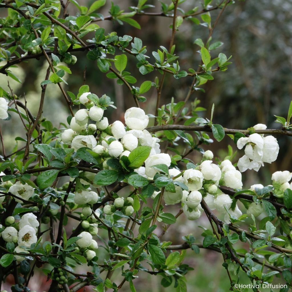Chaenomeles speciosa Double Delice Pure - Fior di Pesco