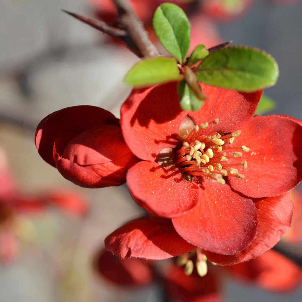 Chaenomeles superba Hollandia - Fior di Pesco