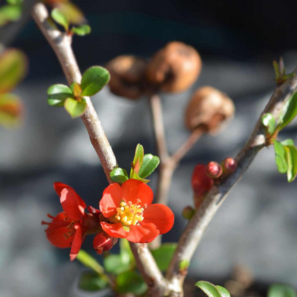 Chaenomeles superba Hollandia - Fior di Pesco