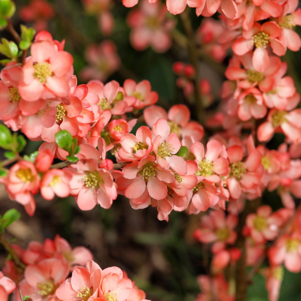 Chaenomeles superba Salmon Horizon - Fior di Pesco