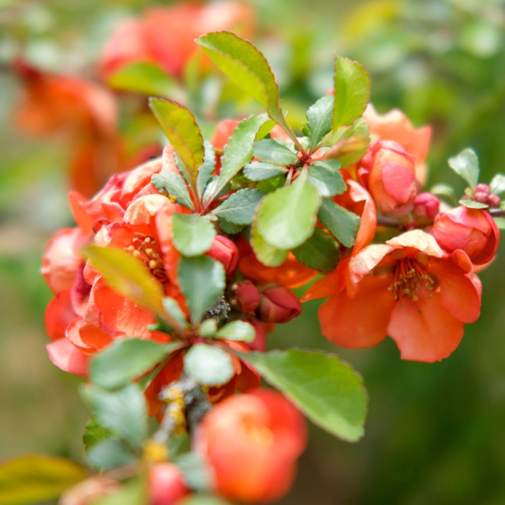 Chaenomeles superba Texas Scarlet - Fior di Pesco
