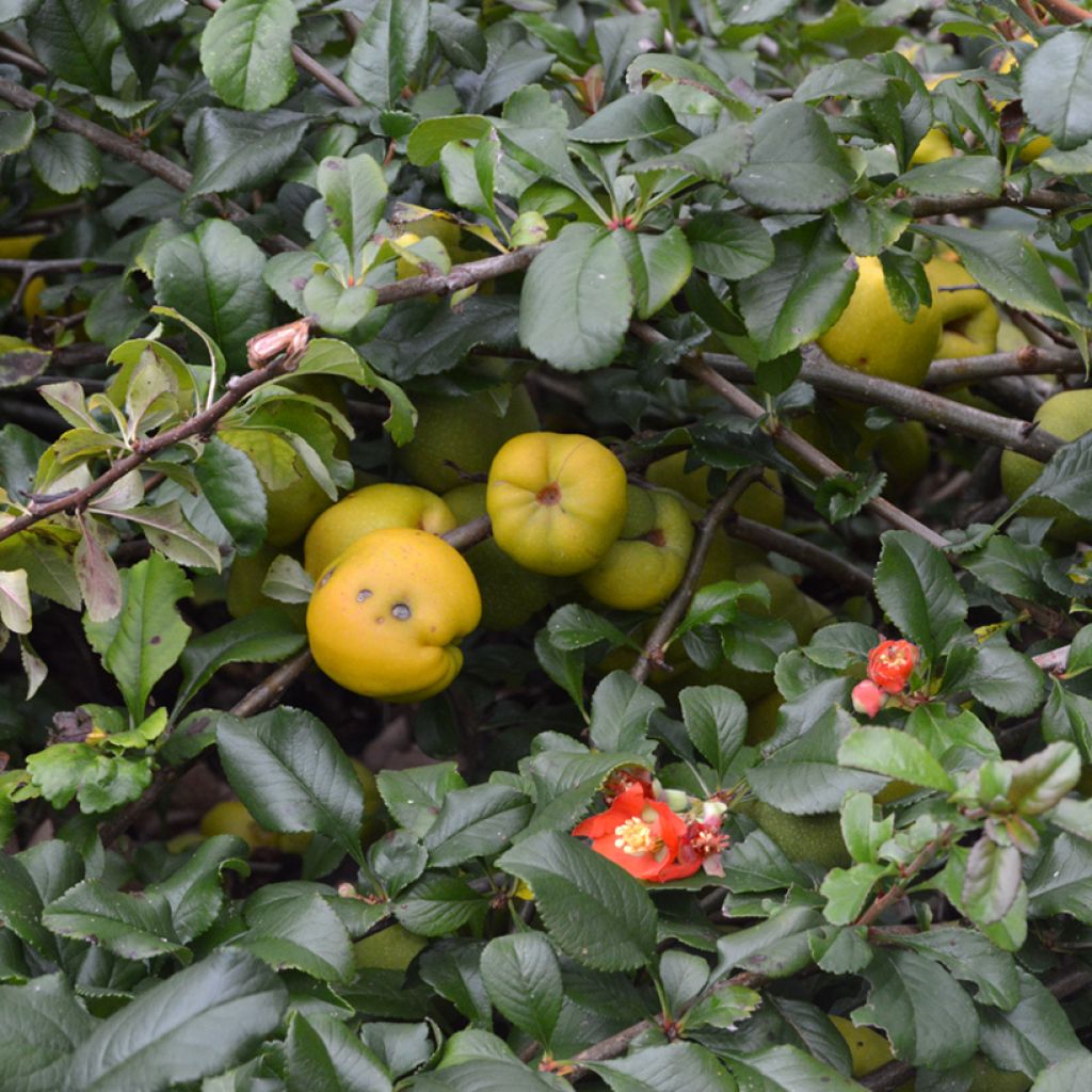 Chaenomeles superba Crimson and Gold - Fior di Pesco