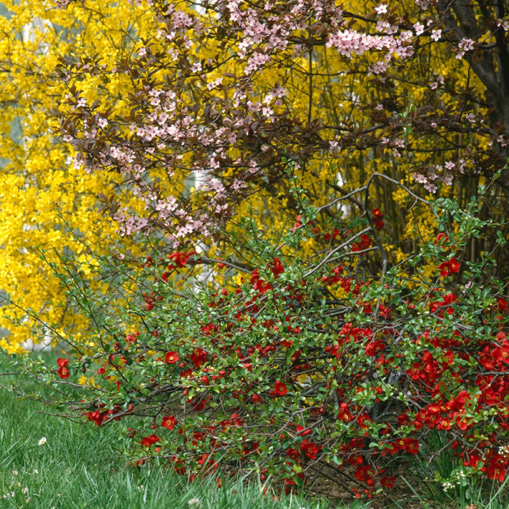 Chaenomeles superba Crimson and Gold - Fior di Pesco