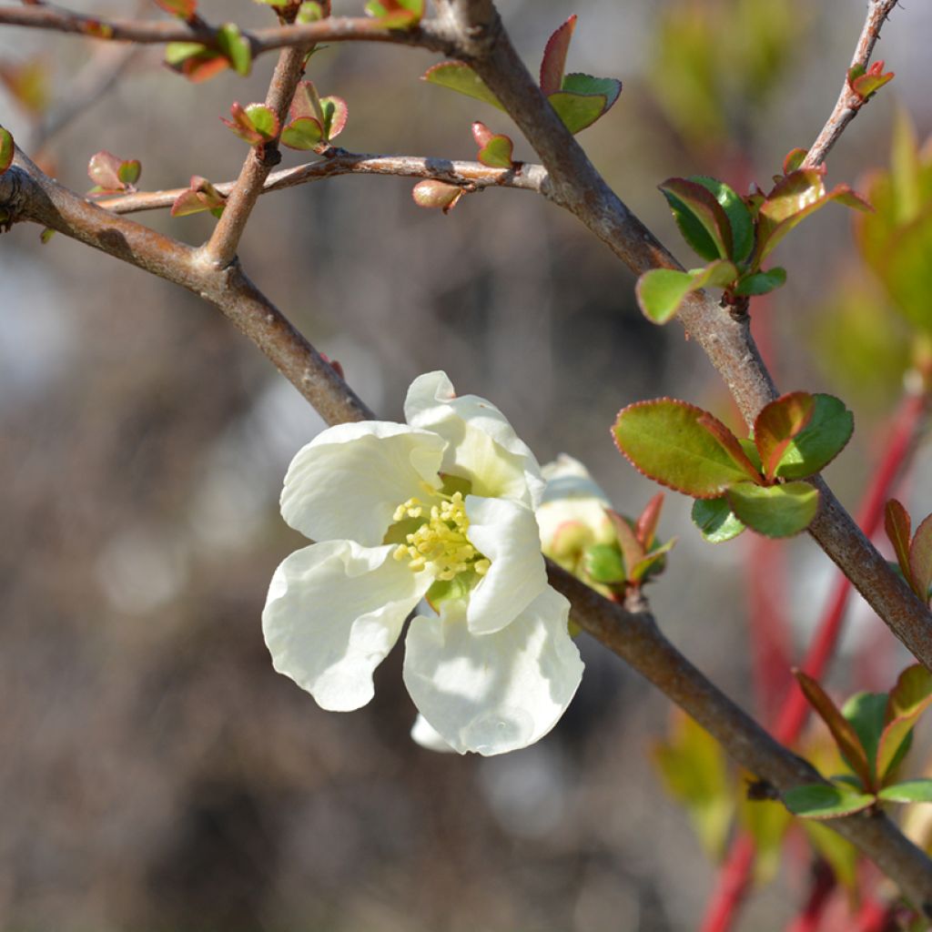 Chaenomeles superba Jet Trail - Fior di Pesco