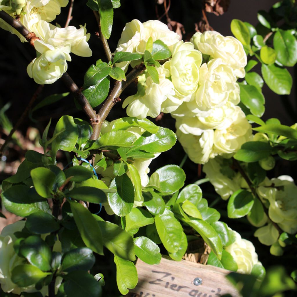 Chaenomeles speciosa Kinshiden - Fior di Pesco