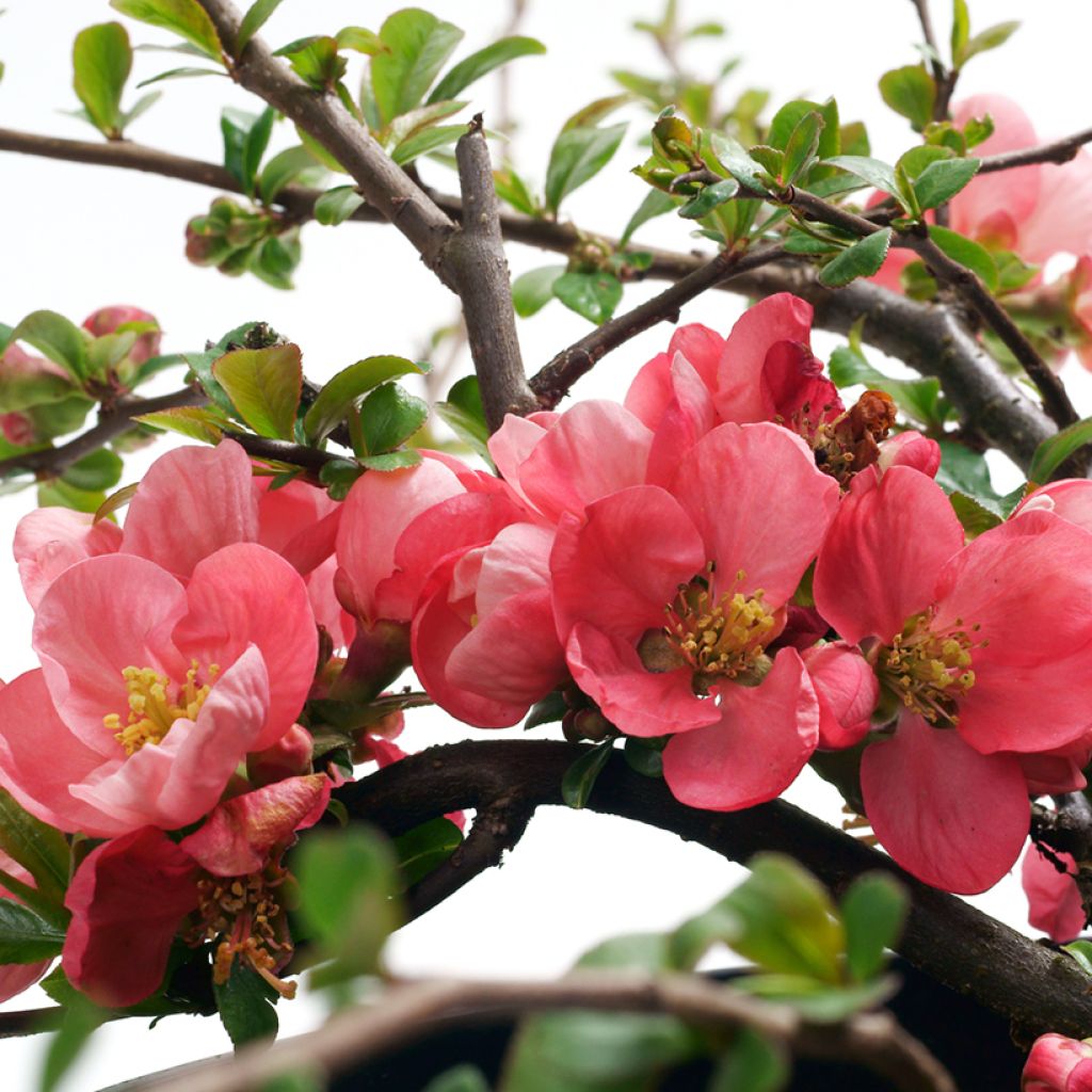 Chaenomeles superba Pink Lady - Fior di Pesco