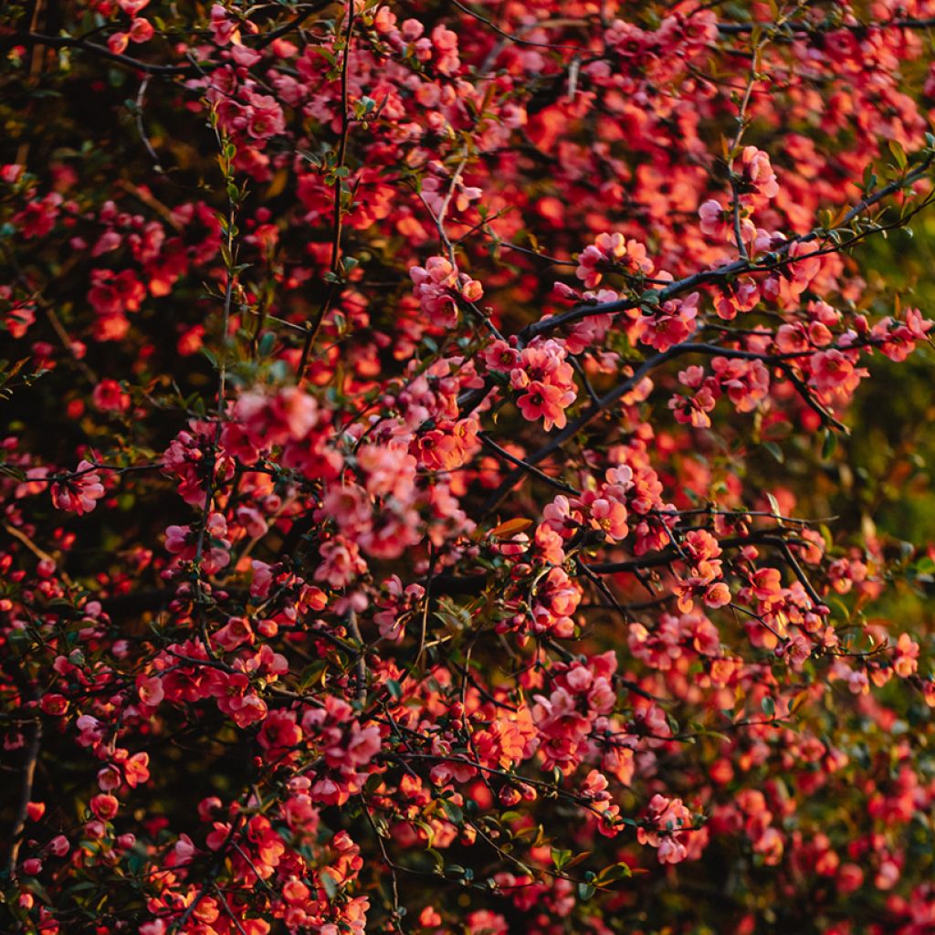 Chaenomeles superba Red Joy - Fior di Pesco