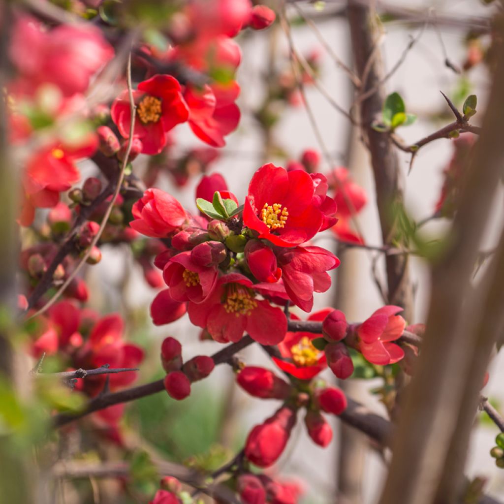 Chaenomeles superba Red Joy - Fior di Pesco