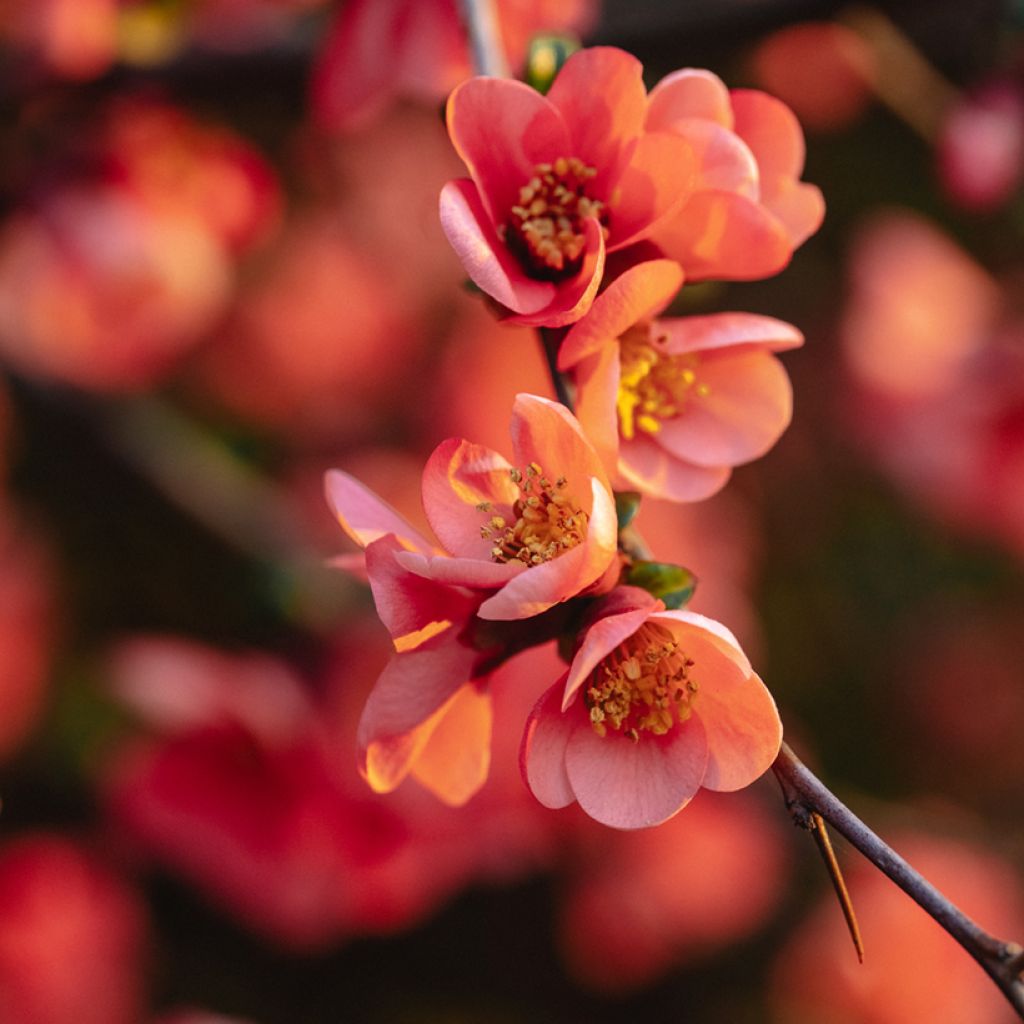 Chaenomeles superba Red Joy - Fior di Pesco