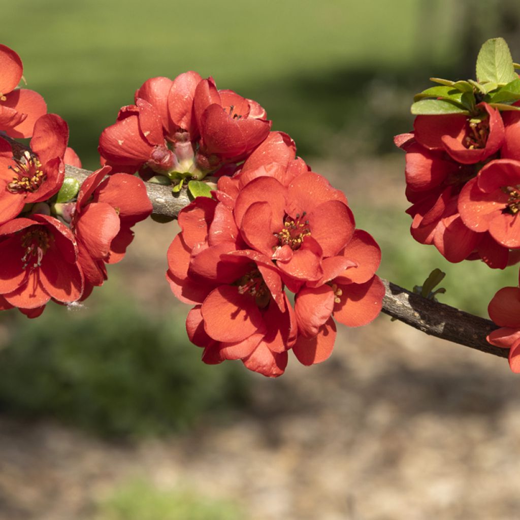Chaenomeles speciosa Rubra - Fior di Pesco