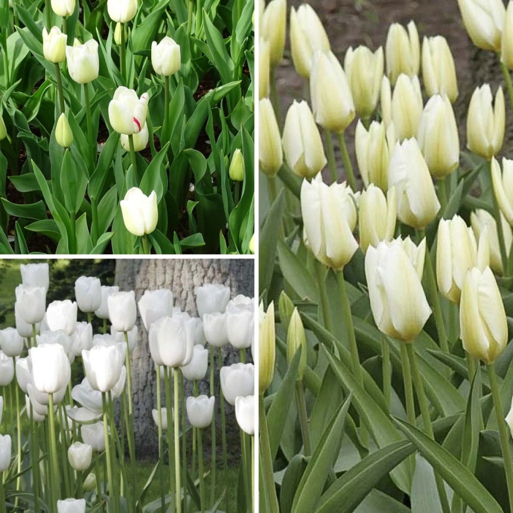 Collezione 2 mesi di Tulipani Bianchi