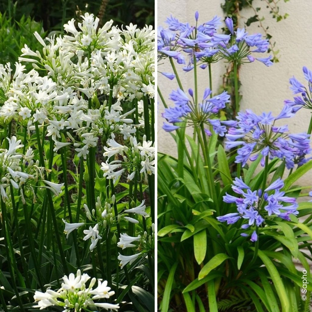 Collezione Duo di Bulbi di Agapanthus Pitchoune
