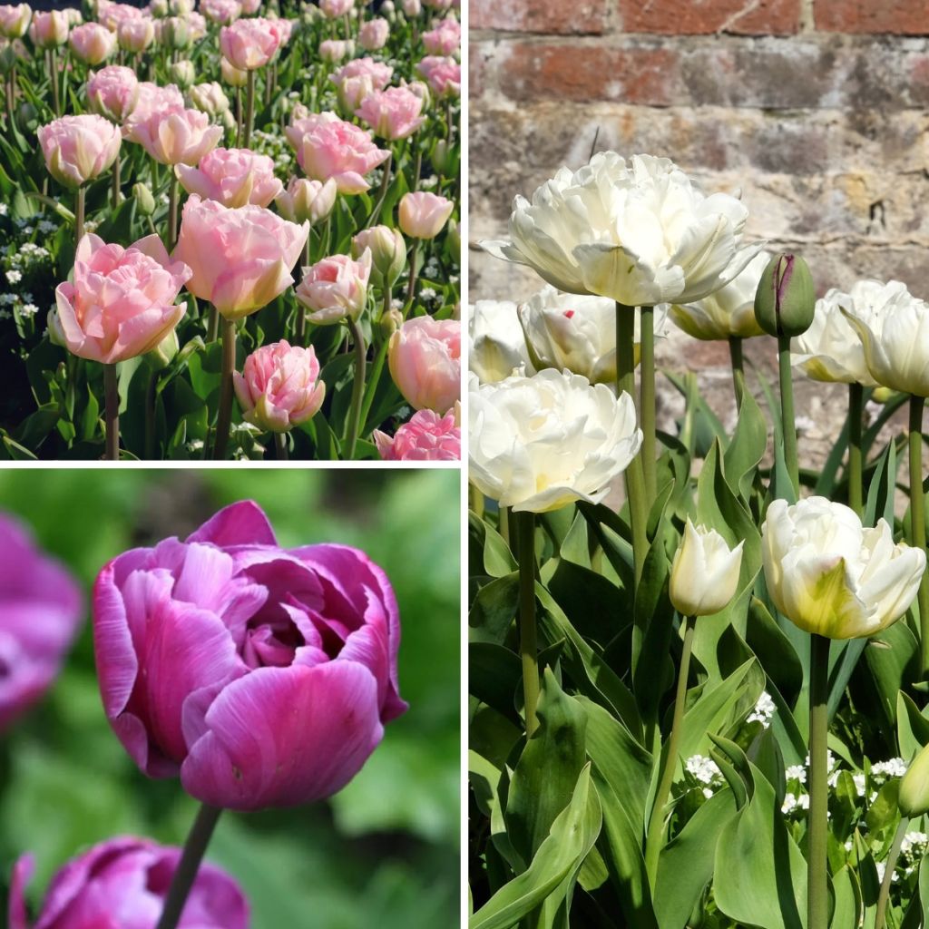 Armonia Belles de Mai