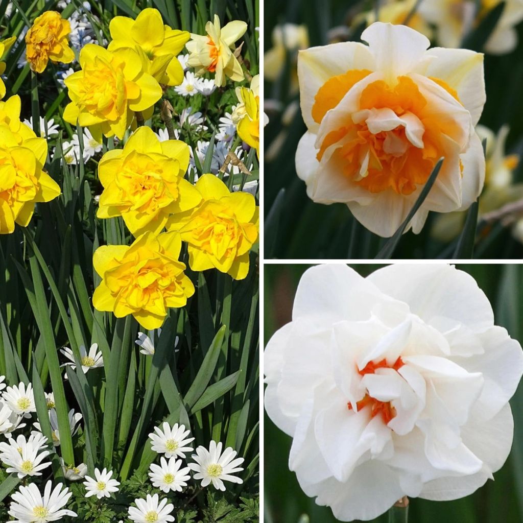 Collezione Narcisi doppi