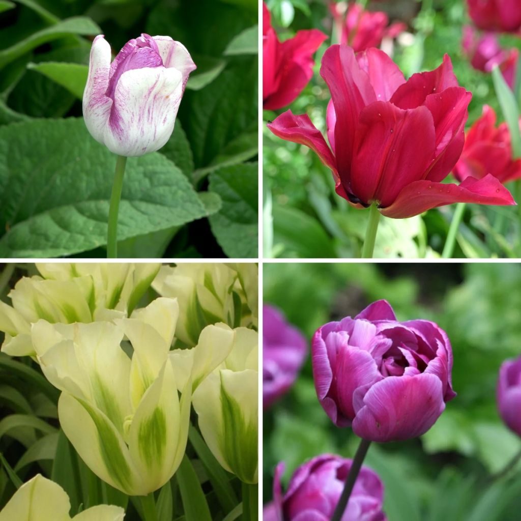 Collezione Tulipani bucolici