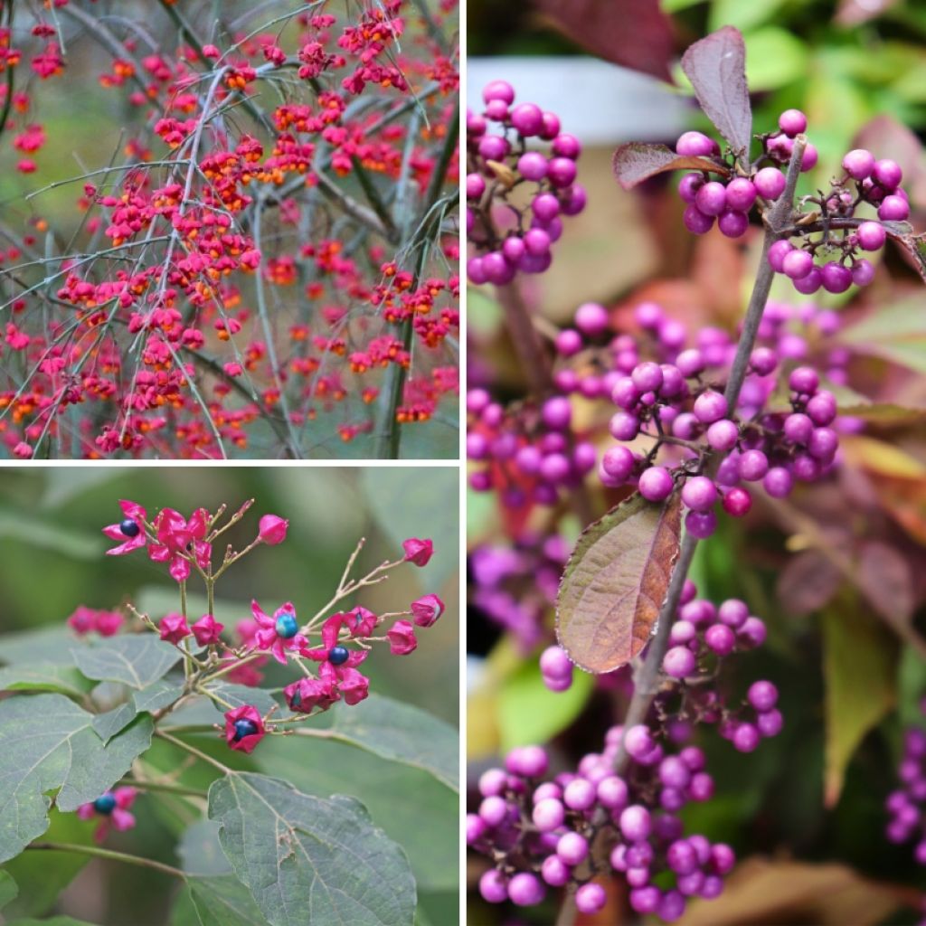 Collezione di arbusti con frutti decorativi originali