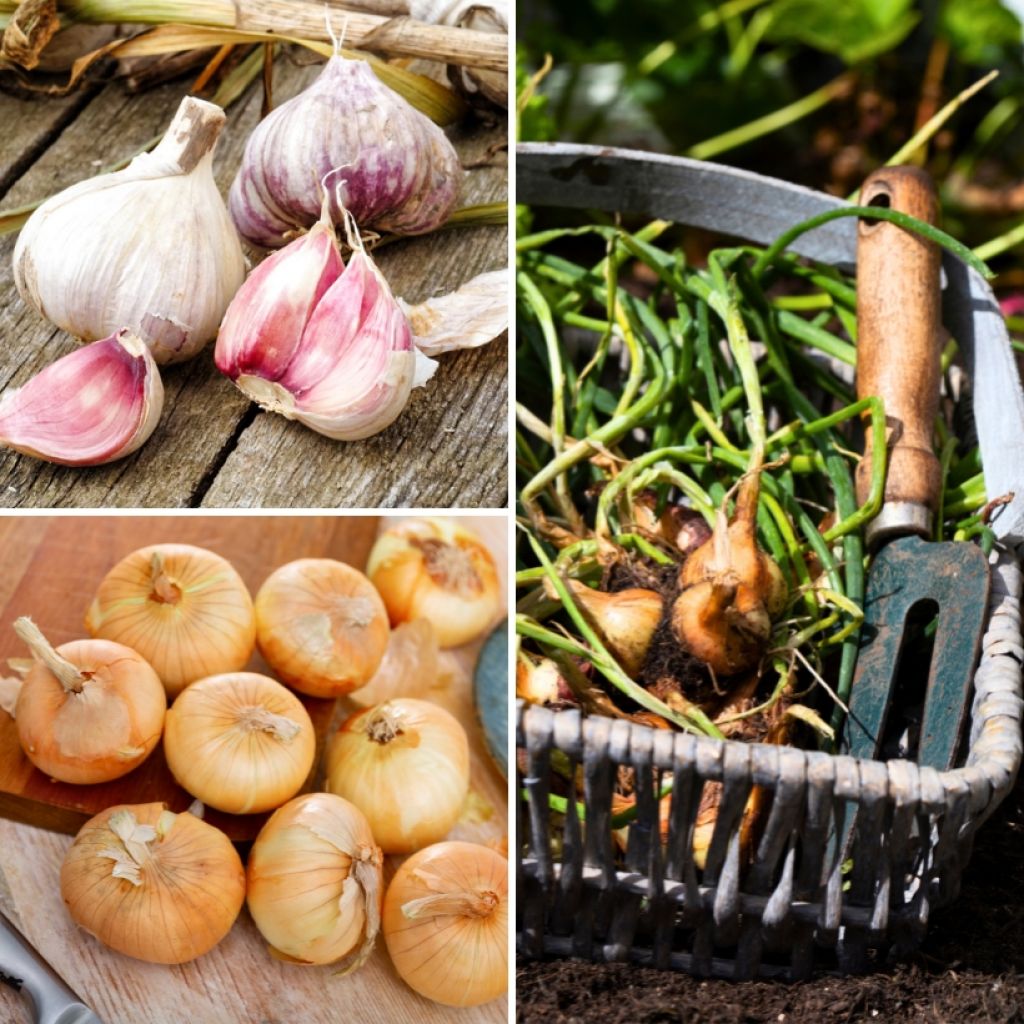 Collezione Gusto - Aglio, Cipolla, Scalogno in piantine