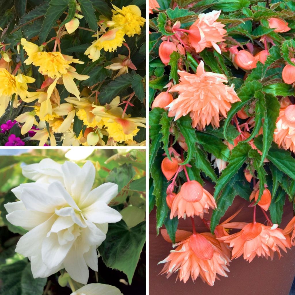 Collezione di 3 Begonie ricadenti Belleconia