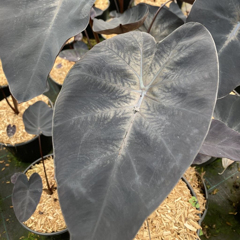 Colocasia Painted Black Gecko - Oreille d'éléphant