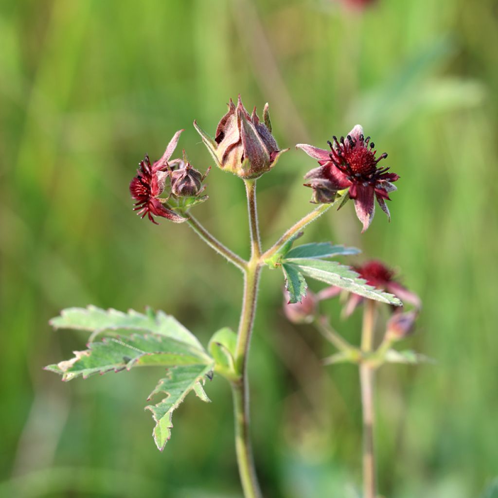 Comarum palustre - Cinquefoglia delle paludi