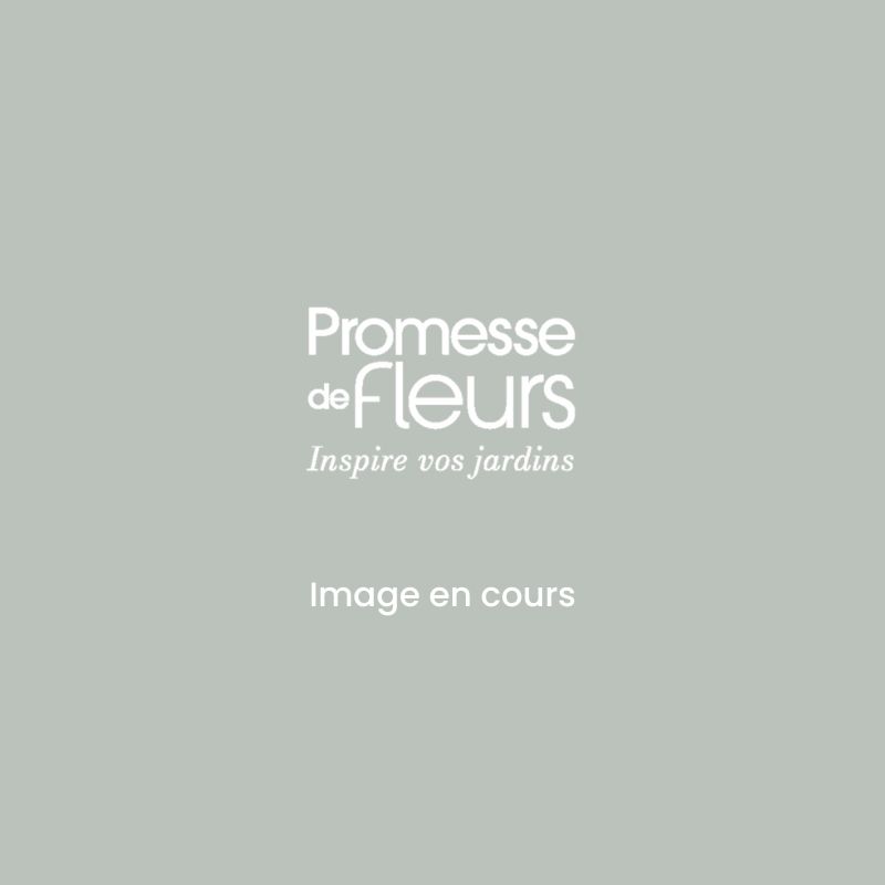 Concombre Lemon NT - Ferme de Sainte Marthe