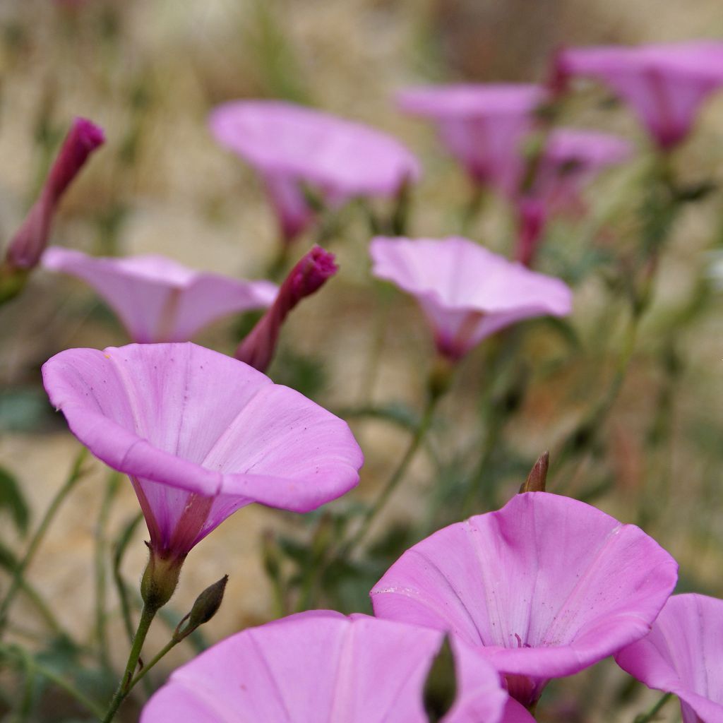 Convolvulus althaeoides - Vilucchio rosso