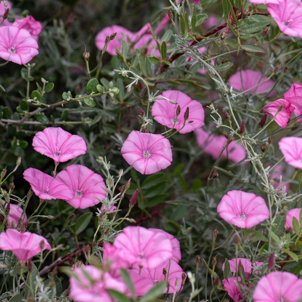 Convolvulus althaeoides - Vilucchio rosso