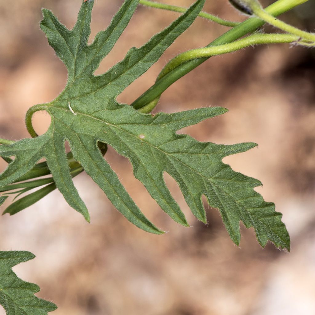 Convolvulus althaeoides - Vilucchio rosso