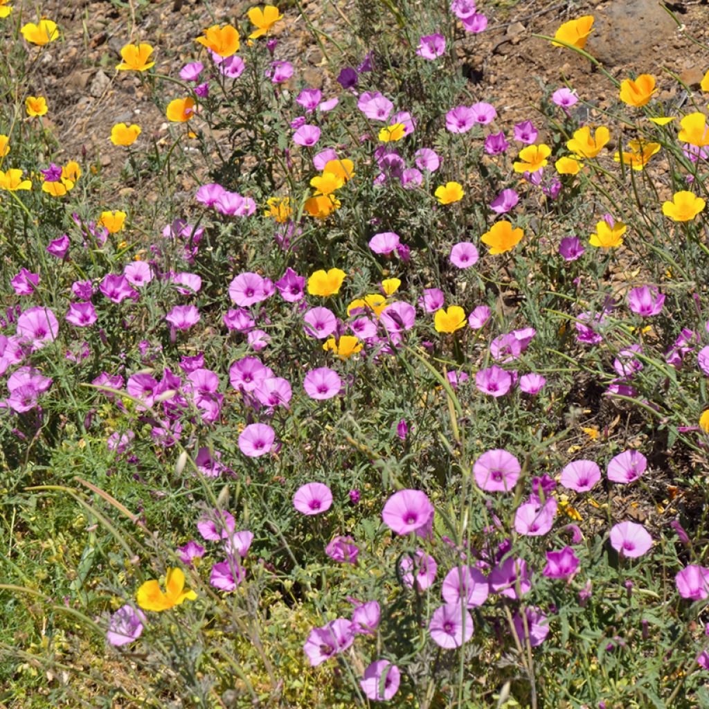 Convolvulus althaeoides - Vilucchio rosso