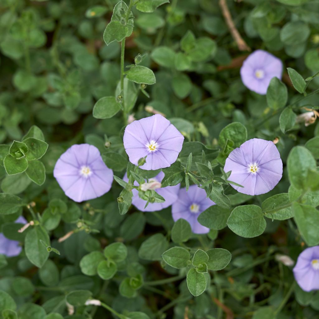 Convolvulus sabatius - Convolvolo