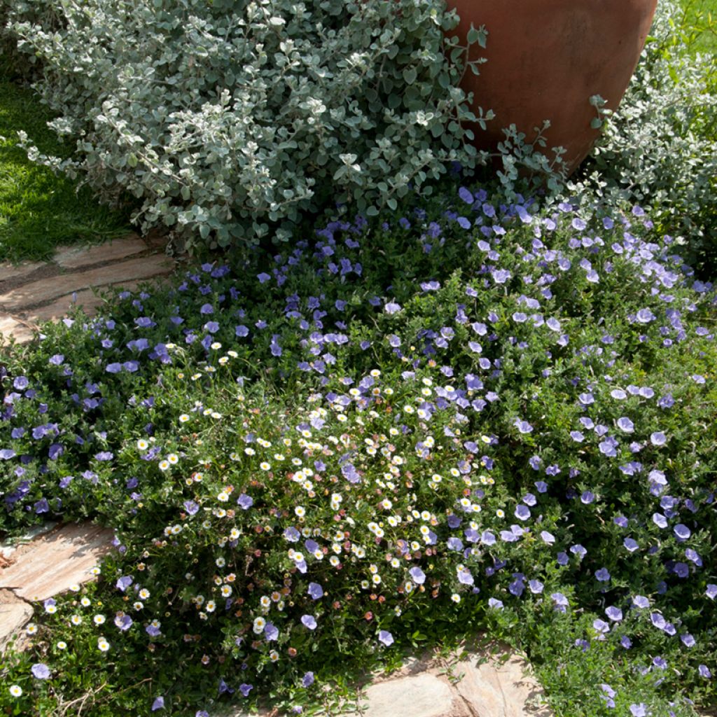 Convolvulus sabatius - Convolvolo