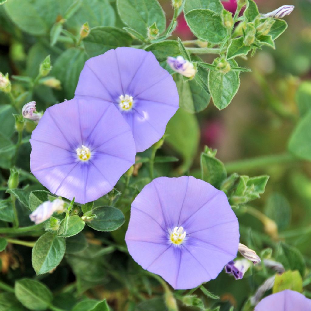 Convolvulus sabatius - Convolvolo