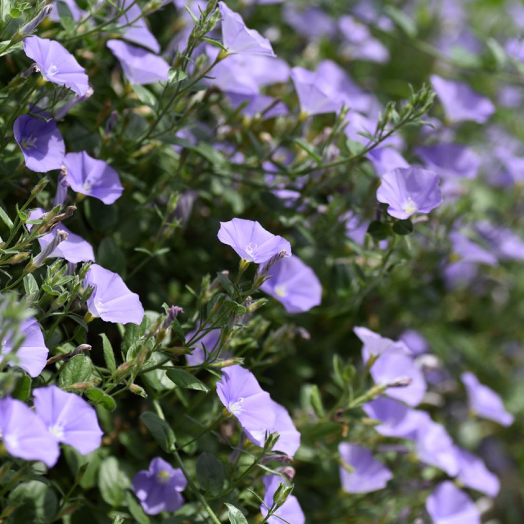 Convolvulus sabatius - Convolvolo