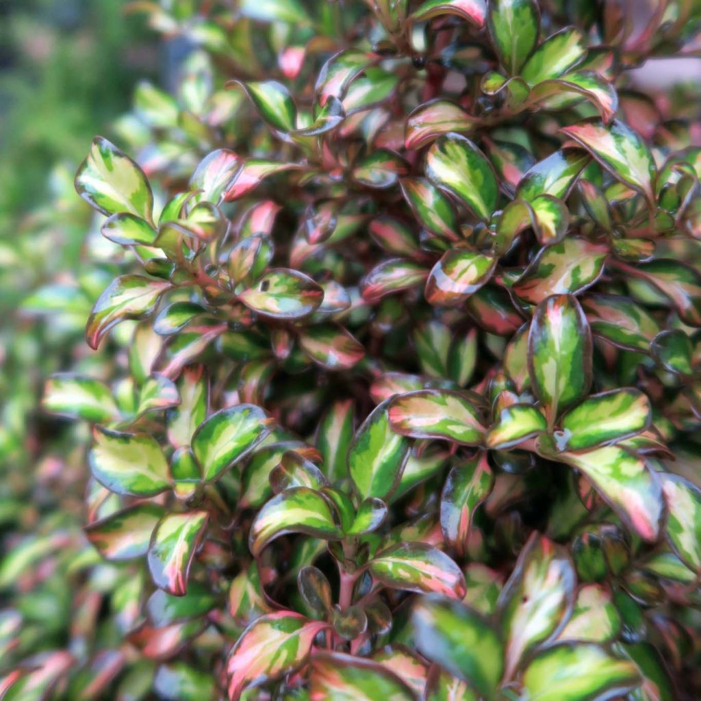Coprosma Evening Glow - Pianta specchio