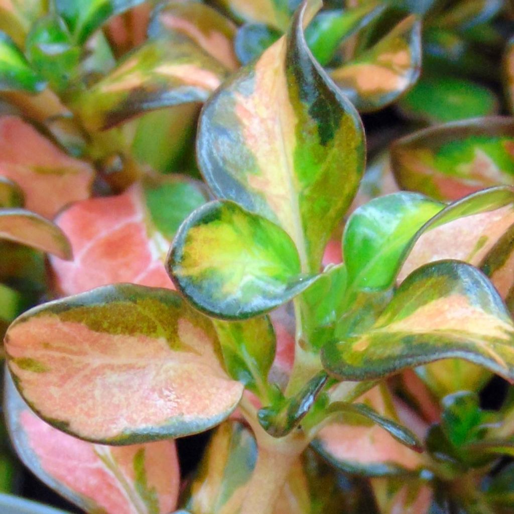 Coprosma Evening Glow - Pianta specchio