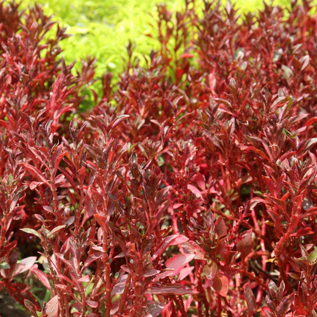 Coprosma Pacific Sunset - Pianta specchio