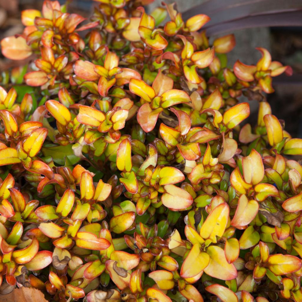 Coprosma robusta Pina colada - Pianta specchio