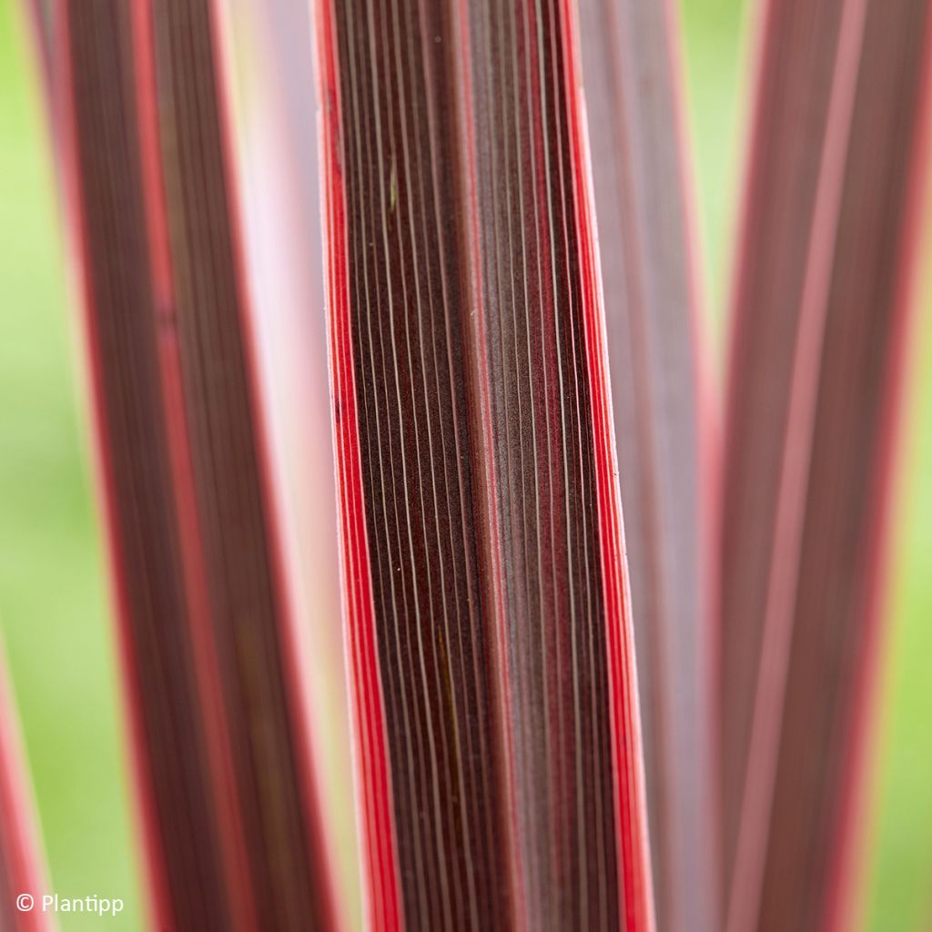 Cordyline australis Charlie boy - Cordiline