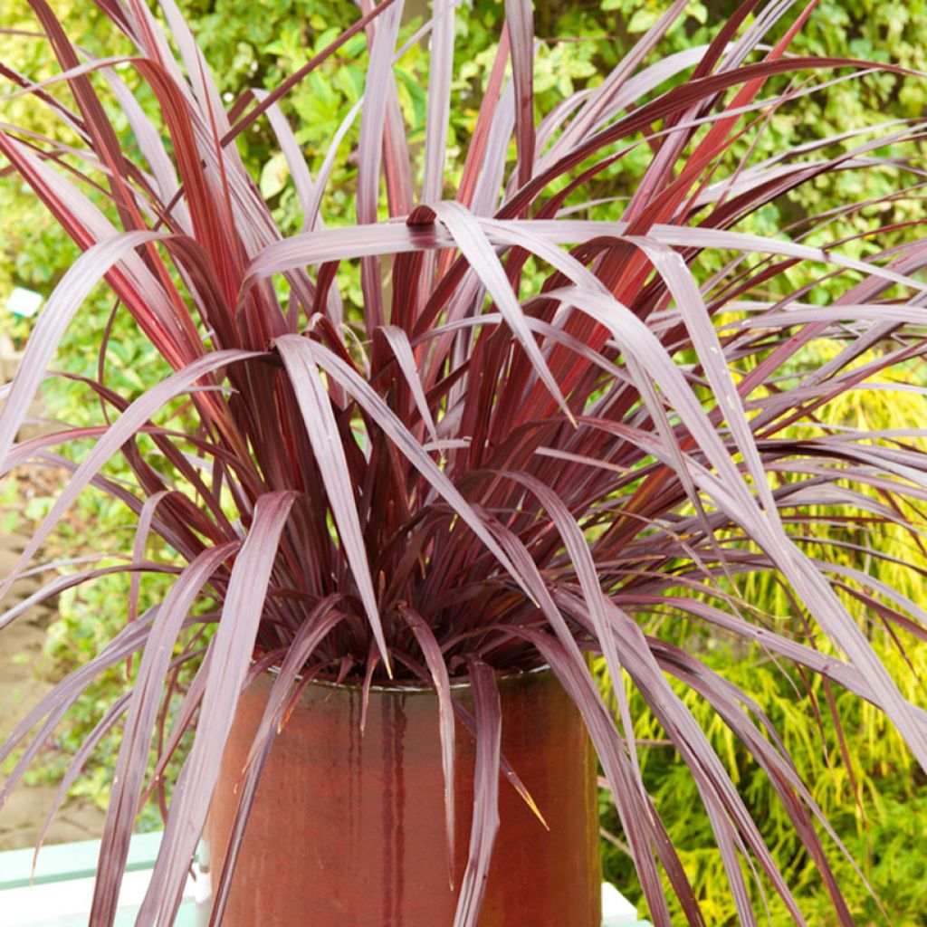 Cordyline australis Design a Line Burgundy - Cordiline
