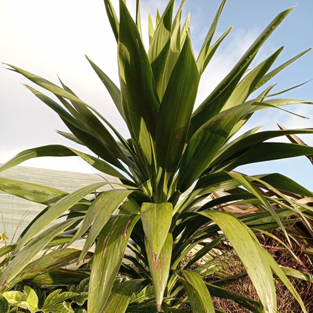 Cordyline australis Emerald Star - Cordiline