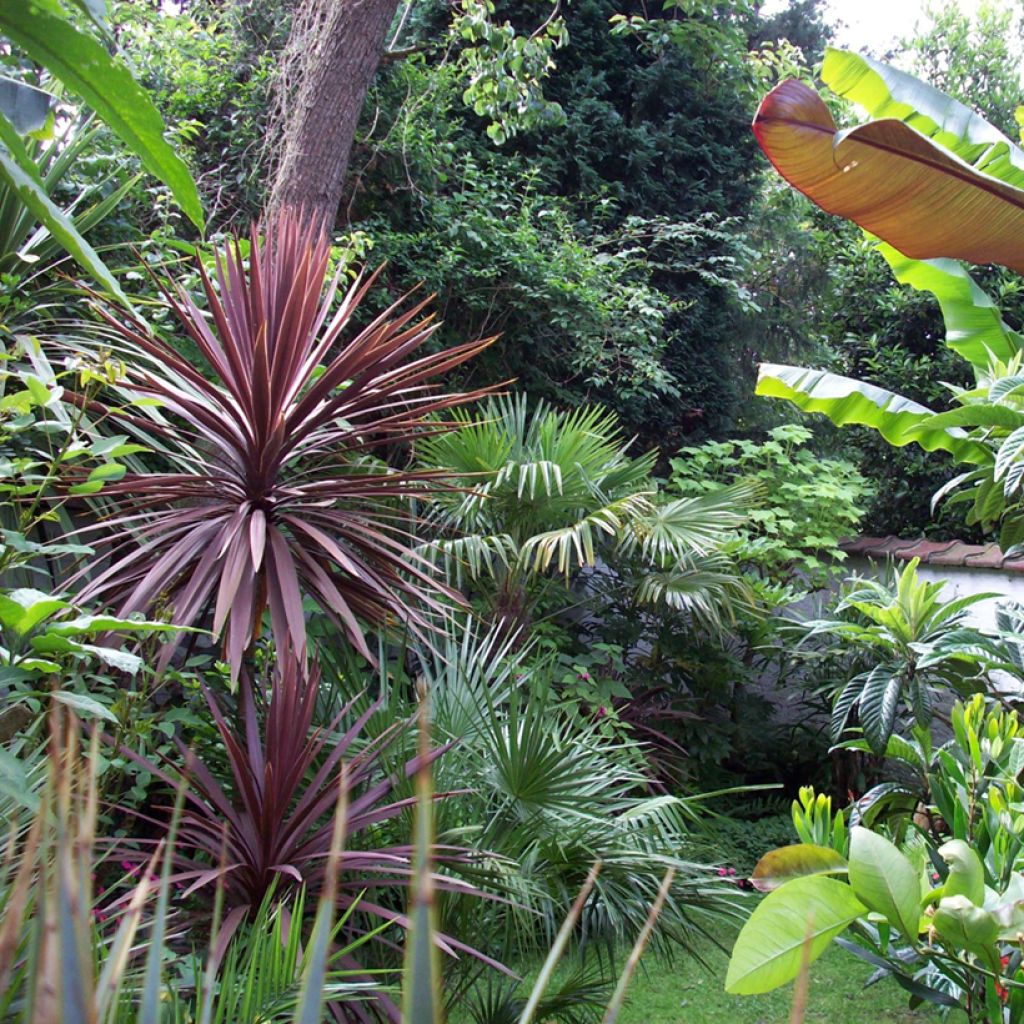 Cordyline australis Purpurea - Cordiline