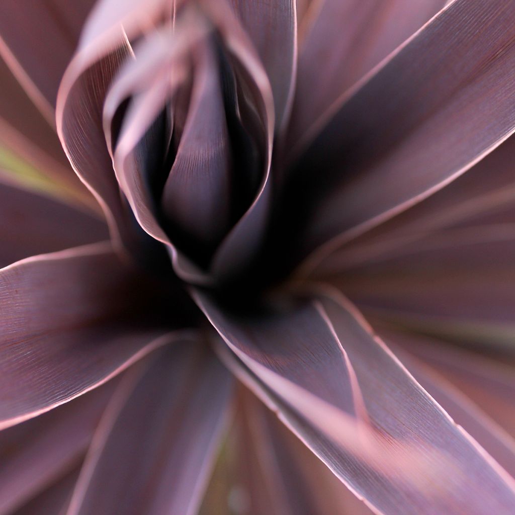 Cordyline australis Red Star - Cordiline
