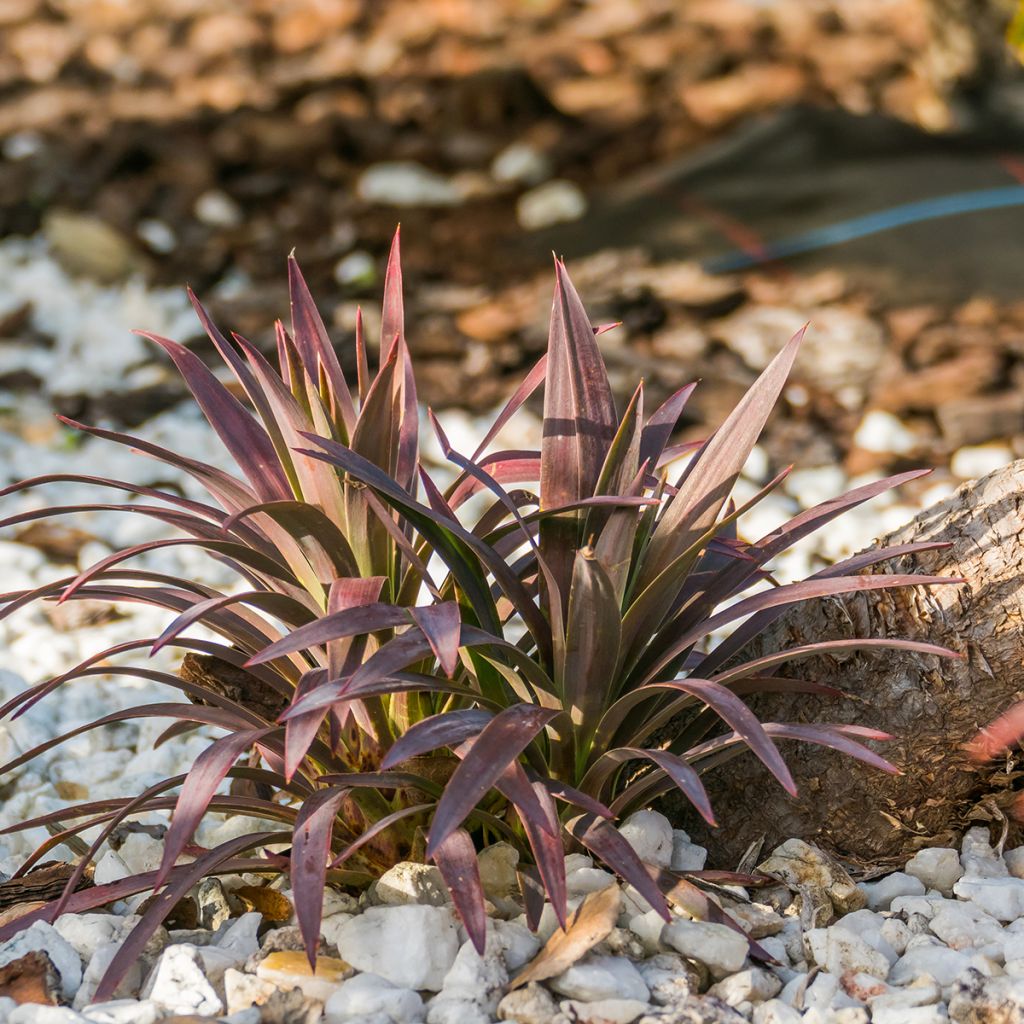 Cordyline australis Red Star - Cordiline
