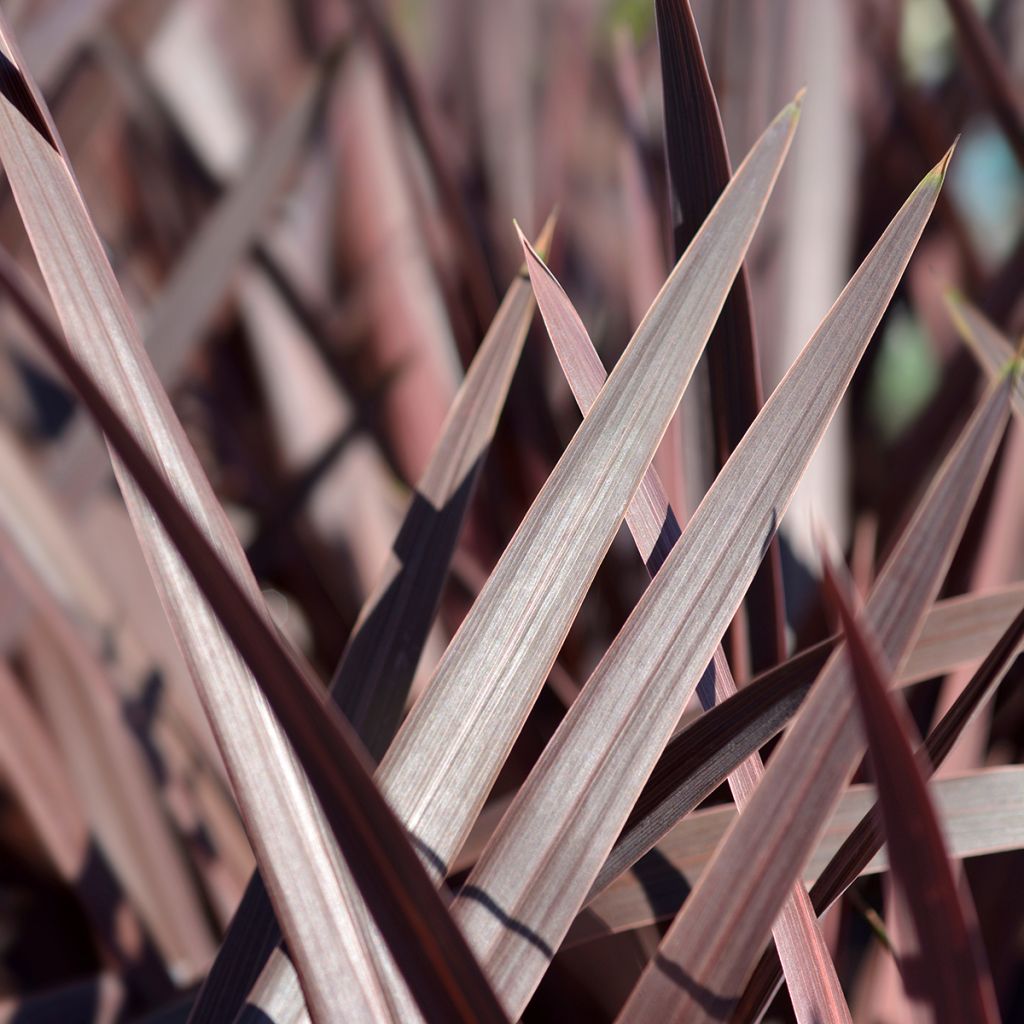 Cordyline australis Red Star - Cordiline
