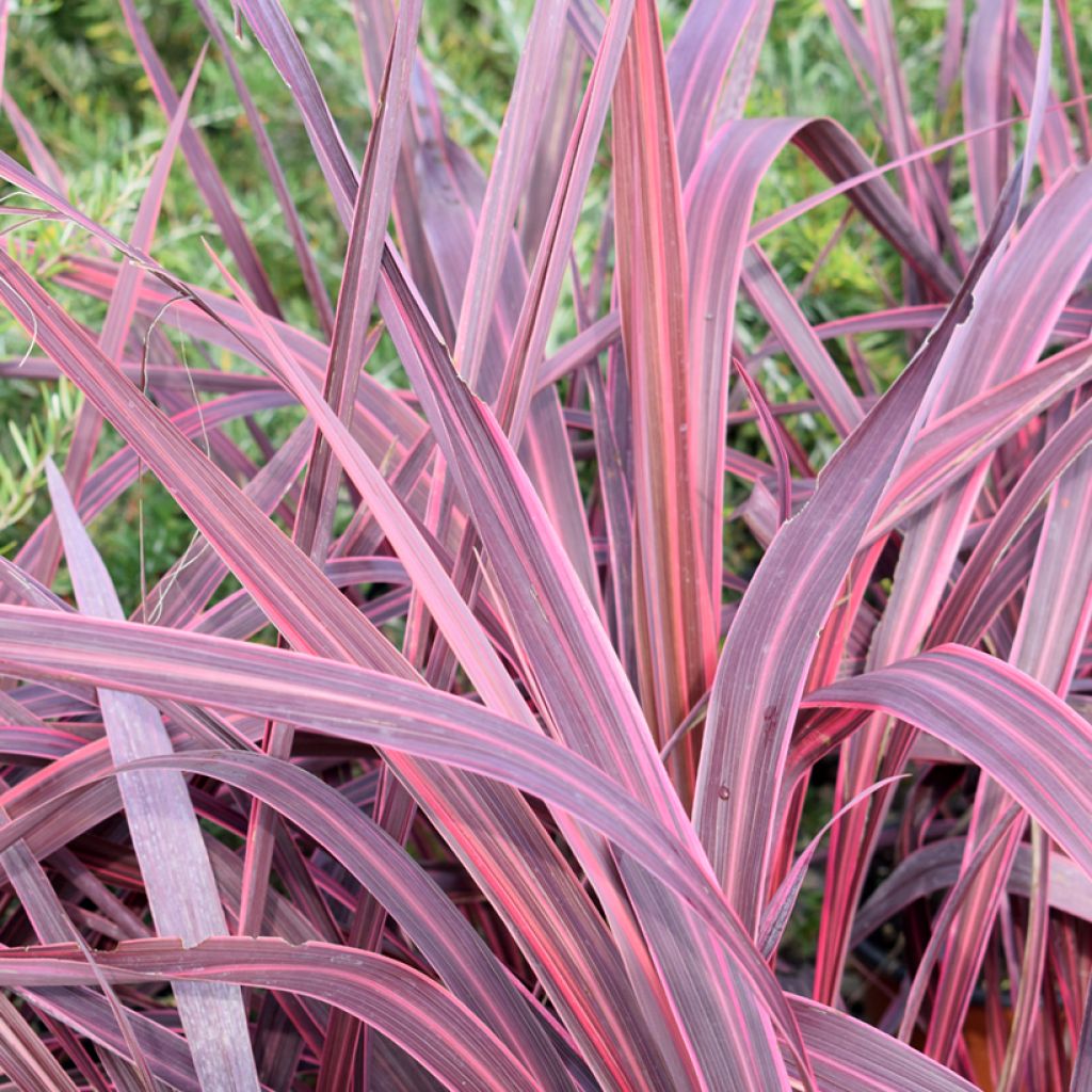 Cordyline australis Sunrise - Cordiline