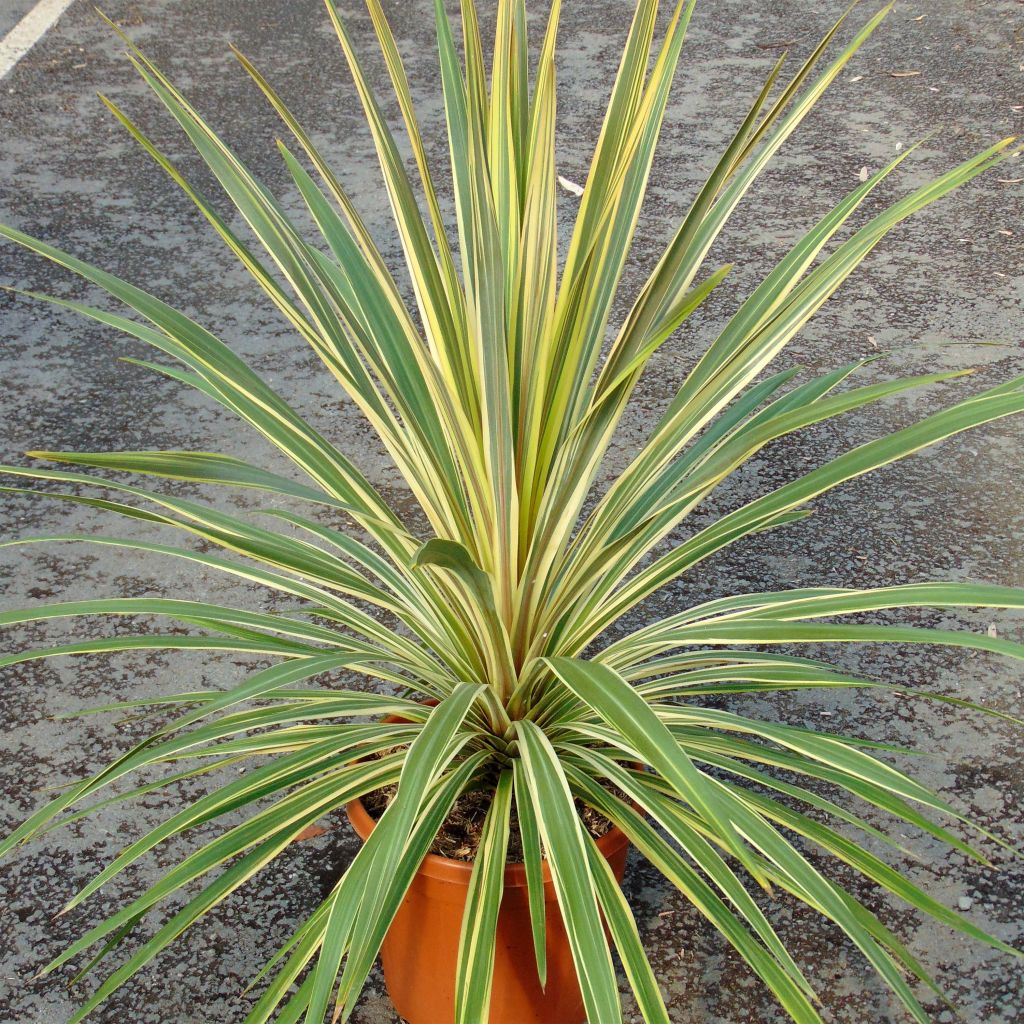Cordyline australis Torbay Dazzler - Cordiline