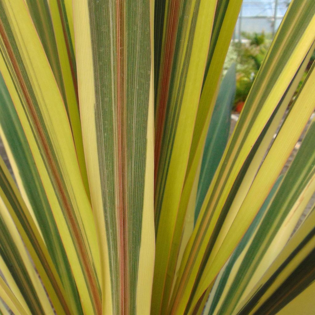 Cordyline australis Torbay Dazzler - Cordiline
