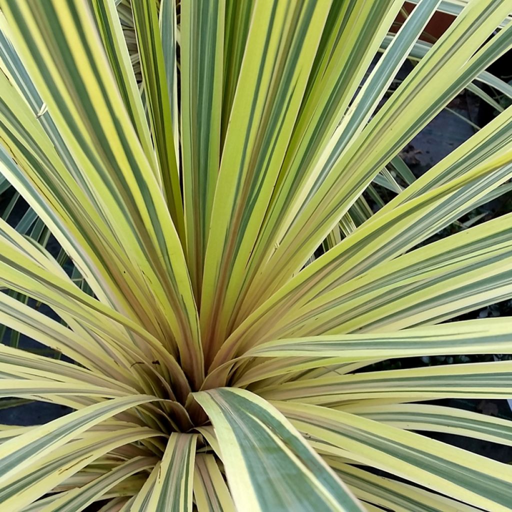 Cordyline australis Torbay Dazzler - Cordiline