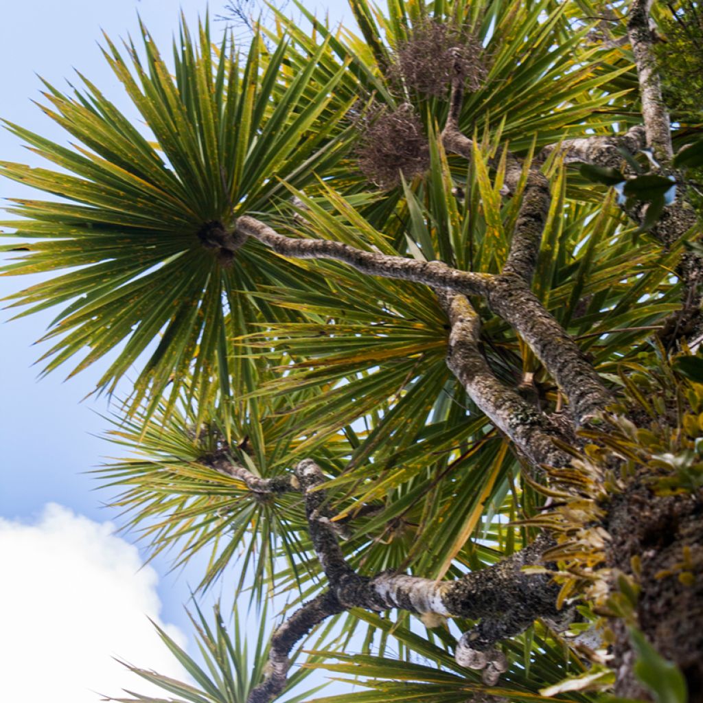 Cordyline australis - Cordiline