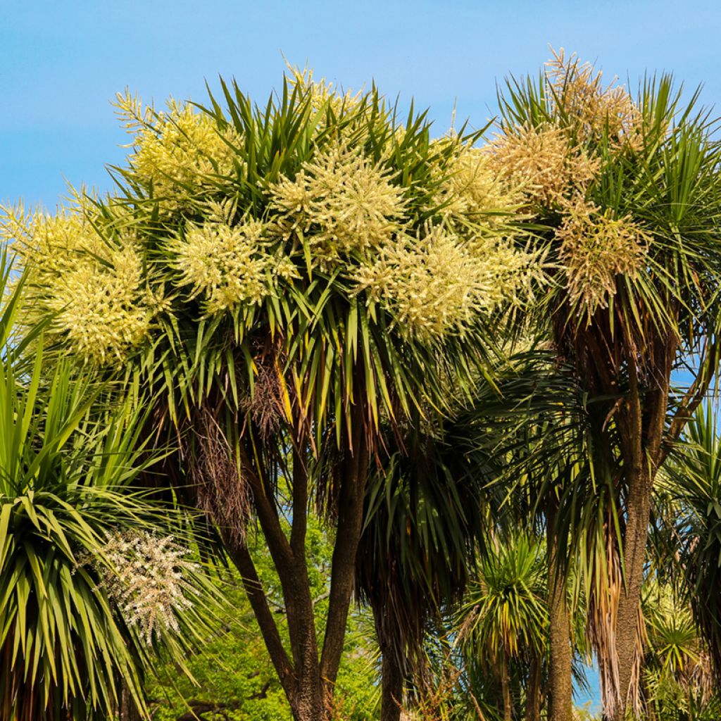 Cordyline australis - Cordiline